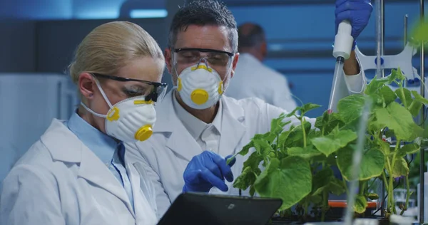 Wetenschappers die een groene plant onderzoeken — Stockfoto