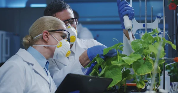 Wetenschappers die een groene plant onderzoeken — Stockfoto