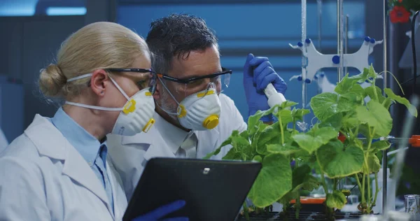 Bilim adamları yeşil bir bitki inceleyerek — Stok fotoğraf