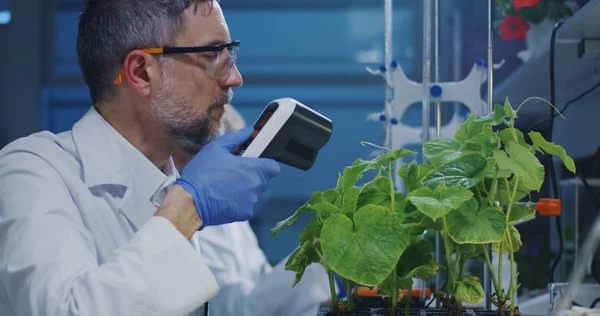 Científico experimentando con una planta verde —  Fotos de Stock