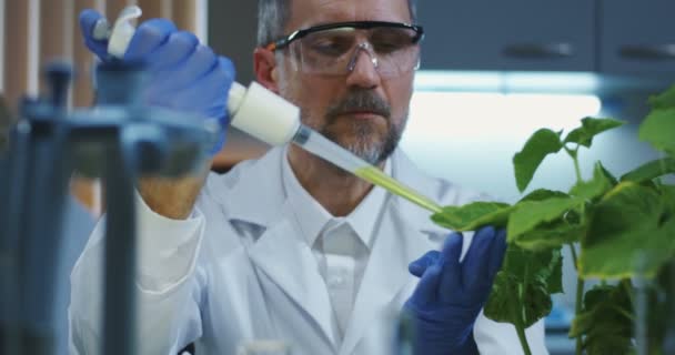 Cientista deixando cair líquido nas folhas — Vídeo de Stock