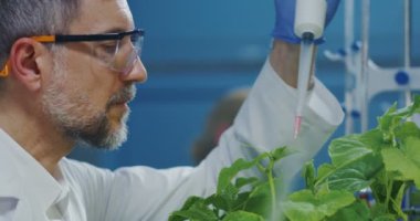 Bilim adamı yapraklarıüzerine sıvı bırakarak