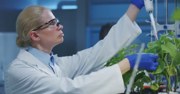 Wetenschapper die experimenteert met een groene plant — Stockvideo