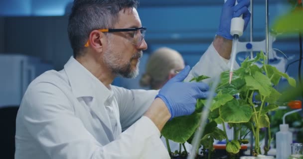Vetenskapsman experimenterar med en grön växt — Stockvideo