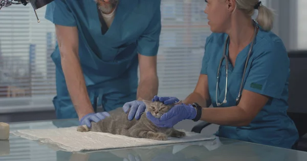 Kissaa tutkivat eläinlääkärit — kuvapankkivalokuva
