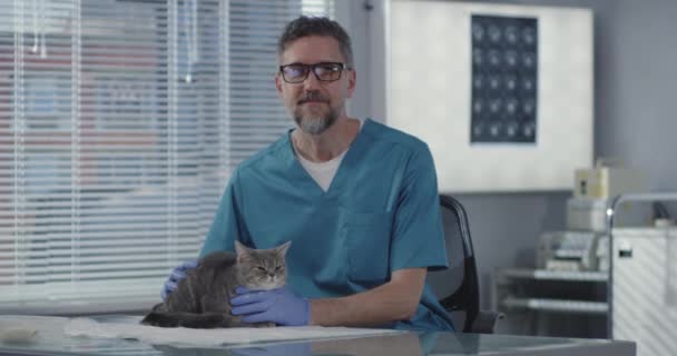 Veterinário masculino carícias gato — Vídeo de Stock