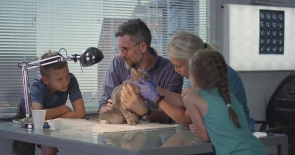 동물 병원에서 예방 접종을 받는 고양이 — 비디오