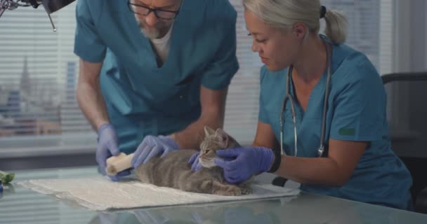 Gato recebendo bandagem na clínica veterinária — Vídeo de Stock