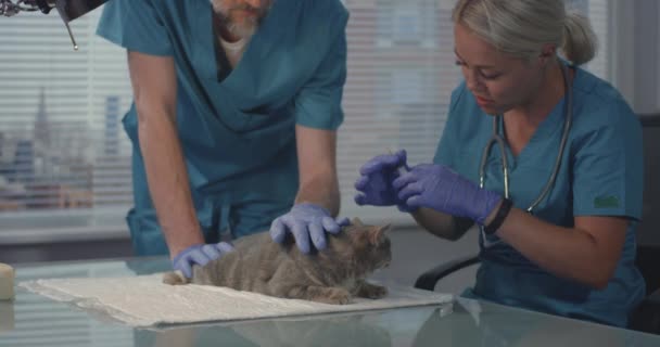 Kat krijgen gevaccineerd bij veterinaire kliniek — Stockvideo