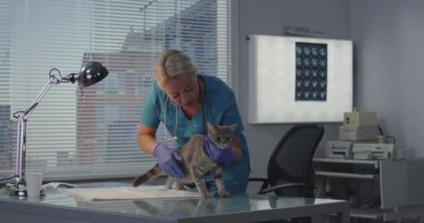 Veterinär undersöka katten — Stockvideo