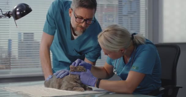 Veterinarians examining cat — Stock Video