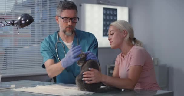 Veterinário examinando gato — Vídeo de Stock