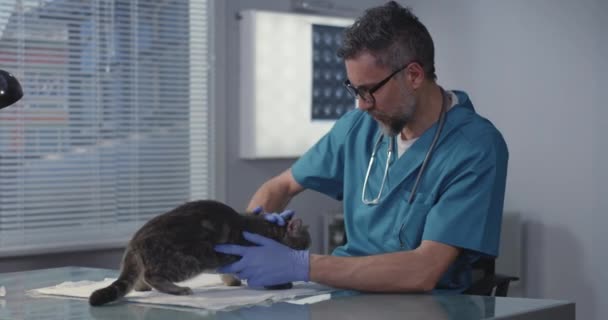 Manlig veterinär som undersöker katt — Stockvideo