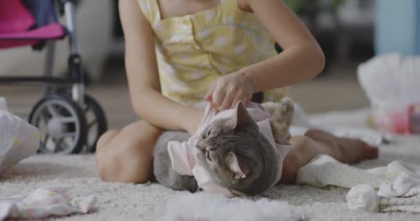 Девушка надевает одежду на кота — стоковое видео