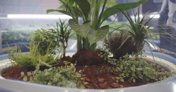 Astrobiólogos examinando incubadora de plantas — Vídeo de stock