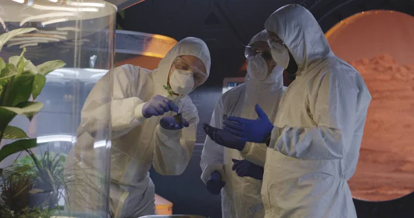 Scientists examining seedlings in a lab — Stock Photo, Image