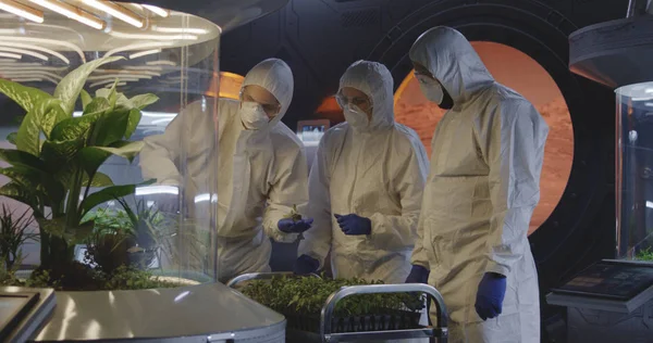 Scientists examining seedlings in a lab — Stock Photo, Image