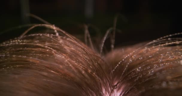 头发上可见的喷雾水滴 — 图库视频影像