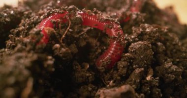 Toprağı solucanlar gevşetiyor.