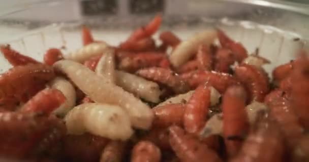 Würmer lockern Boden auf — Stockvideo