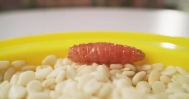 Личинка ползает среди семян — стоковое видео