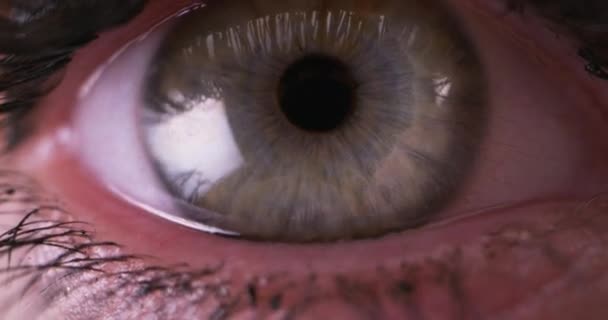 Grå öga ser sig omkring och blinkar — Stockvideo