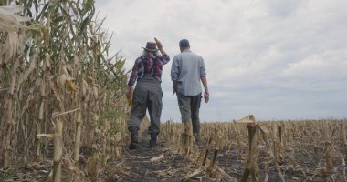 Tanınmayan çiftçiler mısır tarlasında yürüyor