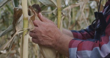 Tarlada mısır soyan yaşlı çiftçi