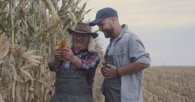 Mısırı tarlada inceleyen mutlu çiftçiler