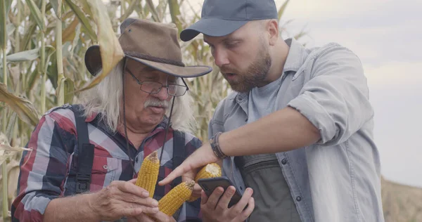 Muži mluví o kukuřici na poli — Stock fotografie