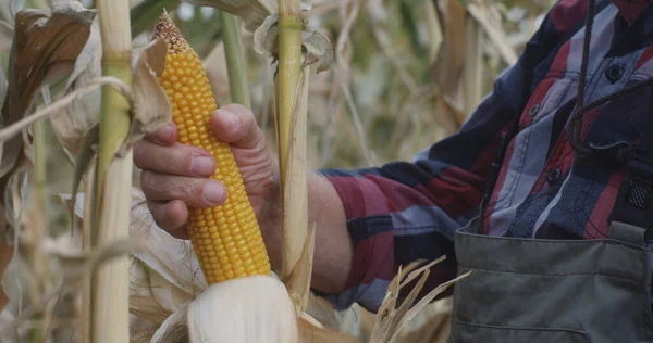 Tarlada mısır soyan yaşlı çiftçi
