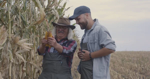 Mısırı tarlada inceleyen mutlu çiftçiler