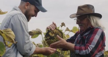 Neşeli çiftçiler tarlada ayçekirdeği topluyor.