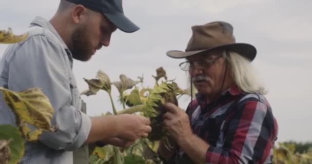 Vidám gazdálkodók napraforgómag betakarítása a szántóföldön — Stock videók