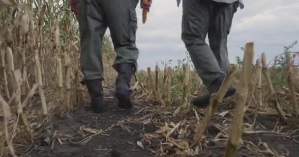 Afgrøde landmænd med majs gå i marken – Stock-video
