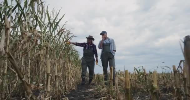 Granjero senior mostrando campo de maíz al sucesor — Vídeos de Stock