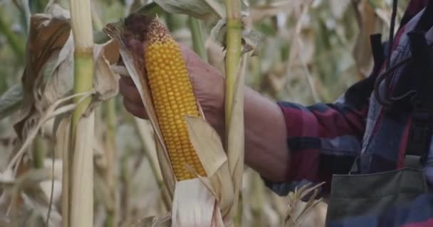 Időskorú mezőgazdasági termelő kukoricát hámoz a szántóföldön — Stock videók