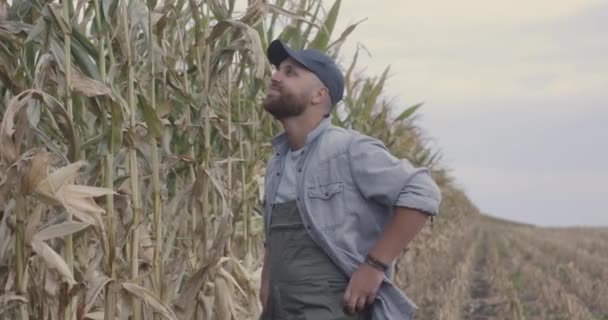 Szczęśliwi rolnicy badający kukurydzę na polu — Wideo stockowe