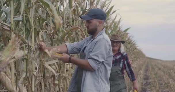 Szczęśliwi rolnicy badający kukurydzę na polu — Wideo stockowe