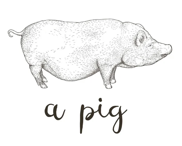 Vektör çizim Vietnamca göbekli el çekilmiş