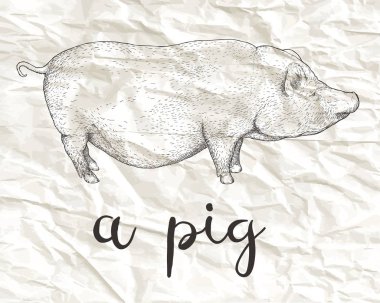 Vektör çizim Vietnamca göbekli el çekilmiş