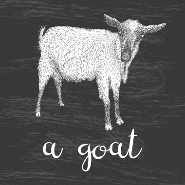 Keçi vektör çizim el çekilmiş