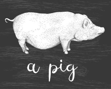 Vektör çizim Vietnamca göbekli el çekilmiş