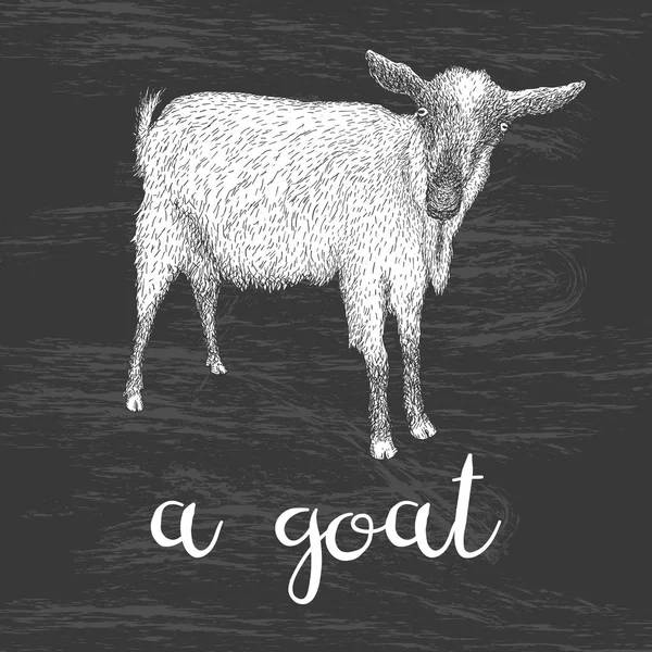 Ręcznie rysowane ilustracja wektorowa kozy — Wektor stockowy
