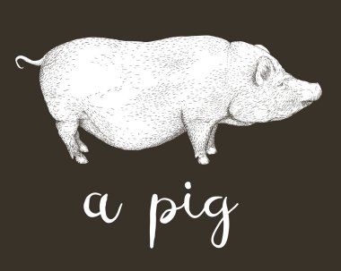 Vektör çizim Vietnamca göbekli el çekilmiş