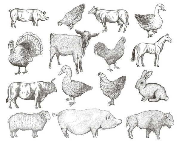 Illustrazioni isolate vettoriali disegnate a mano di animali da fattoria . — Vettoriale Stock