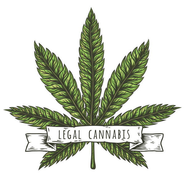 Cannabis leaf vector illustration. Vector eps10 isolated illustrations.
