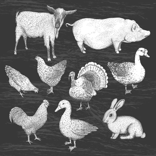 Coleção de animais de fazenda. Vetor eps10 ilustrações isoladas . — Vetor de Stock