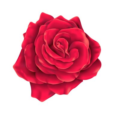 Vektör gerçekçi kırmızı gül çiçeği, izole illüstrasyon.