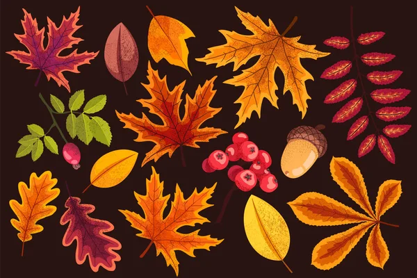 Set di diverse foglie autunnali in colori caldi . Vettoriale Stock